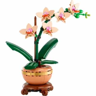 Mała orchidea