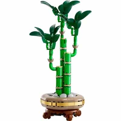 Dracena sandera