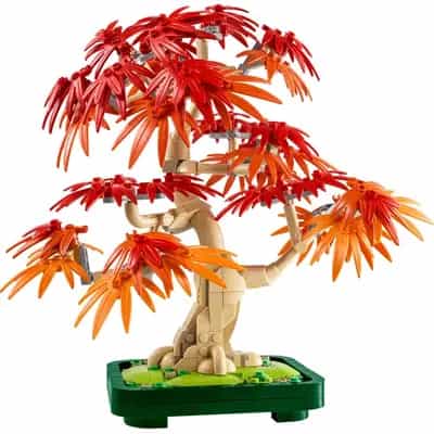 Klon palmowy bonsai