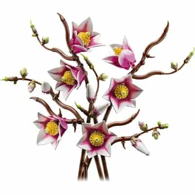 Gałązki magnolii