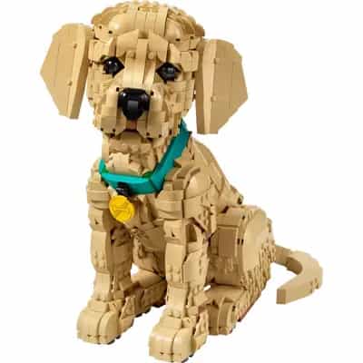 Szczeniak golden retriever